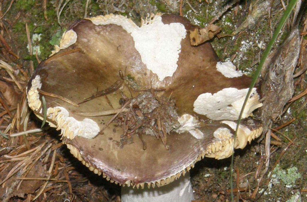 Russula...un po'' mangiucchiata